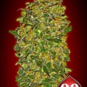 5 UND FEM - CHOCOLATE KUSH * 00SEEDS 5 UND FEMINIZADAS