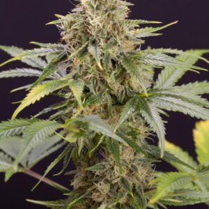 10 UND FEM - CHOCOLATE MINT OG AUTO * HUMBOLDT 10 UND FEMINIZADAS