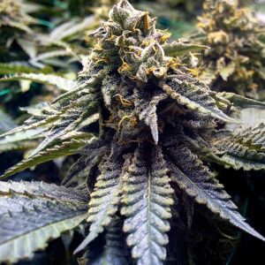 5 UND FEM - CHOCOLATE MINT OG * HUMBOLDT 5 UND FEMINIZADAS