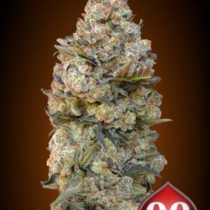 100 UND FEM - CHOCOLATE SKUNK * 00SEEDS 100 UND FEMINIZADAS