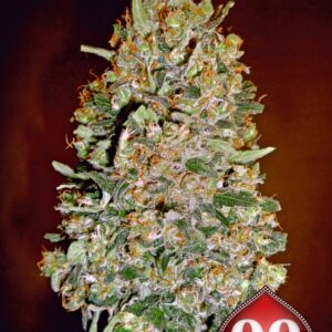 100 UND FEM - AUTO CHOCOLATE SKUNK * 00SEEDS 100 UND FEMINIZADAS