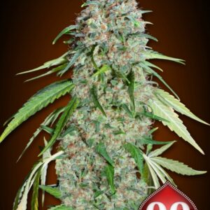 5 UND FEM - CHOCOLATE SKUNK CBD * 00SEEDS 5 UND FEMINIZADAS