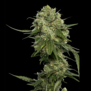 6 UND FEM - CHOCOLOPE  * DNA GENETICS 6 UND FEMINIZADAS