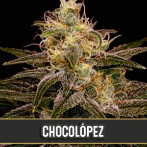 3 UND FEM - CHOCOLOPEZ * BLIMBURN SEEDS 3 UND FEMINIZADAS
