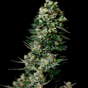 10 UND REG - CHOCOLUTE F2 * ABSOLUTE CANNABIS SEEDS 10 UND REG