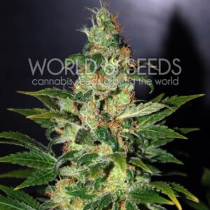 12 UND FEM - CHRONIC HAZE (LEGEND COLLECTION) * WORLD OF SEEDS 12 UND FEMINIZADAS