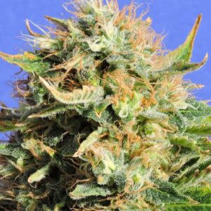 3 UND FEM - CHRONIC LIGHTS * ORIGINAL SENSIBLE 3 UND FEMINIZADAS