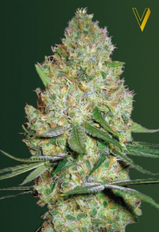 5 UND FEM - CHRONIC MONSTER  XXL * VICTORY SEEDS FEMINIZADA 5 UND