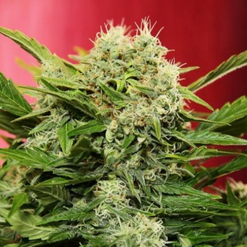 1 UND FEM - CHRONIC RYDER AUTO * DOCTOR'S CHOICE 1 UND FEMINIZADA