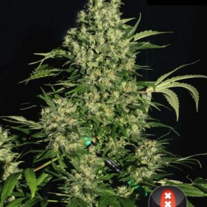 11 UND REG - CHRONIC * SERIOUS SEEDS 11 UND REGULARES