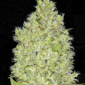 5 UND FEM - CHRONICAL * BULK SEED 5 UND FEM