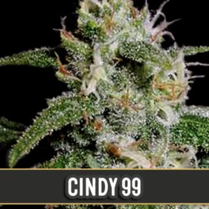 3 UND FEM - CINDY 99 * BLIMBURN SEEDS 3 UND FEMINIZADAS