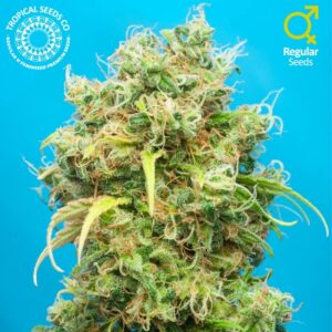 10 UND REG - CISKEI HIGHLAND * TROPICAL SEEDS 10 UND REGULARES