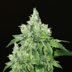 2 UND FEM - CITRON GIVRE * T.H. SEEDS 2 UND FEMINIZADAS