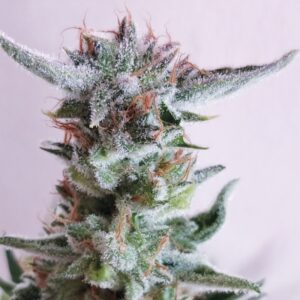 1 UND FEM - CITY KUSH * EXCLUSIVE SEEDS 1 UND FEM