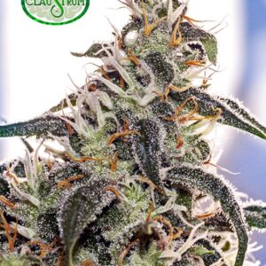 1 UND FEM - CLAUSTRUM  * POSITRONICS 1 UND FEMINIZADA