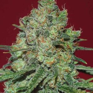 25 UND FEM - CLINICAL WHITE CBD * EXPERT SEEDS 25 UND FEMINIZADAS