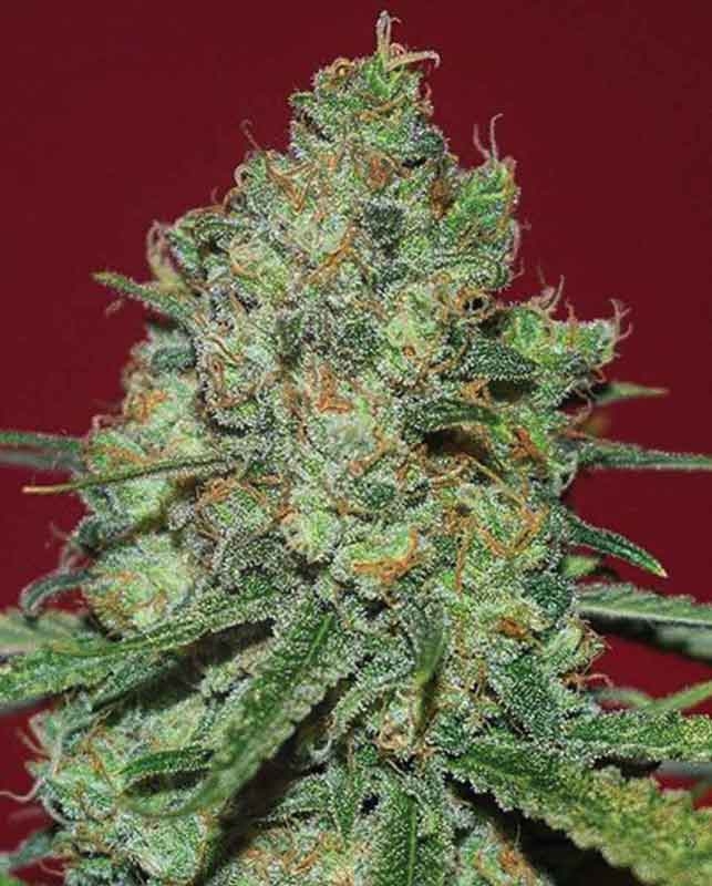 15 UND FEM - CLINICAL WHITE CBD * EXPERT SEEDS 15 UND FEMINIZADAS