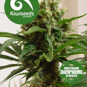5 UND REG - CLOUD 9 * KIWISEEDS DAMPKRING CLASSICS 5 UND REGULARES