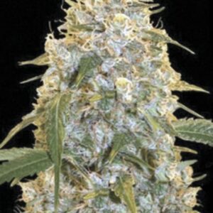 10 UND FEM - COCOPOPO * BULK SEED 10 UND FEM