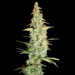 3 UND FEM - COLE TRAIN  * DNA GENETICS RESERVA PRIVADA 3 UND FEMINIZADAS