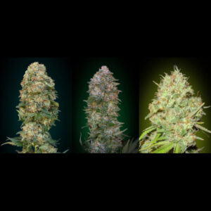 6 UND FEM - COLECCION 1 * ADVANCED SEEDS  6 UND FEM