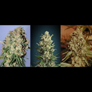 6 UND FEM - COLECCION 2 * ADVANCED SEEDS  6 UND FEM