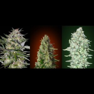 6 UND FEM - COLECCION 4 * ADVANCED SEEDS  6 UND FEM