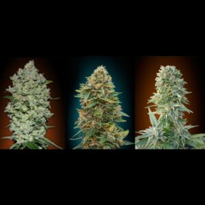 6 UND FEM - COLECCION AUTO 1 * ADVANCED SEEDS  6 UND FEM