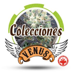 6 UND FEM - COLECCION AUTO #1 * VENUS GENETIC 6 UND FEMINIZADAS