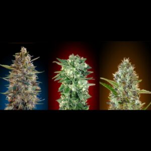 6 UND FEM - COLECCION AUTO 2 * ADVANCED SEEDS  6 UND FEM