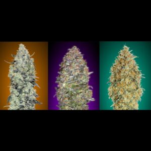 6 UND FEM - COLECCION AUTO 3 * ADVANCED SEEDS  6 UND FEM