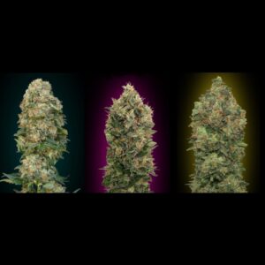 6 UND FEM - COLECCION AUTO 4 * ADVANCED SEEDS  6 UND FEM