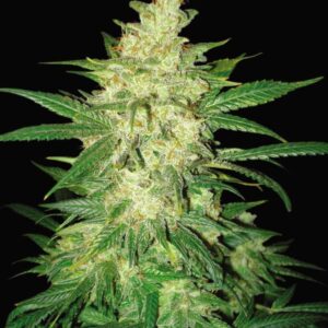 7 UND FEM - COLOMBIAN GOLD RYDER (AUTOFLOWERING C.) * WORLD OF SEEDS 7 UND FEMINIZADAS