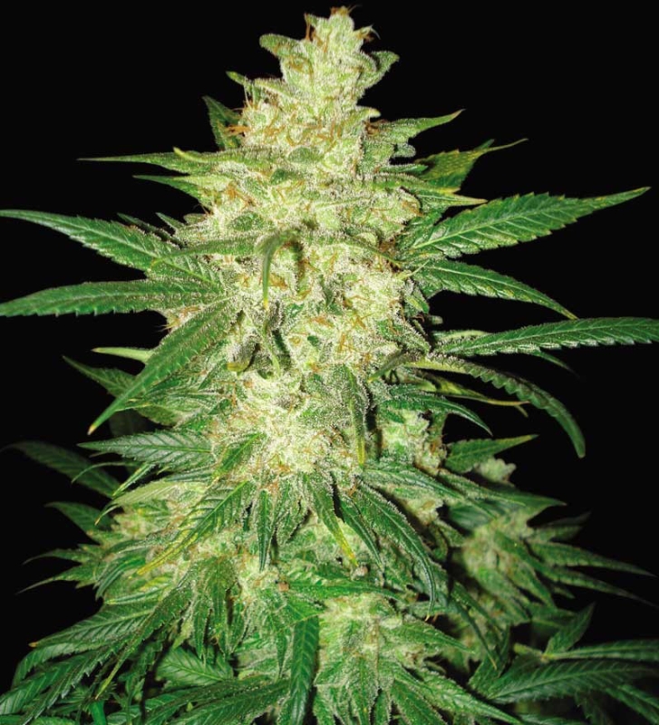 7 UND FEM - COLOMBIAN GOLD RYDER (AUTOFLOWERING C.) * WORLD OF SEEDS 7 UND FEMINIZADAS