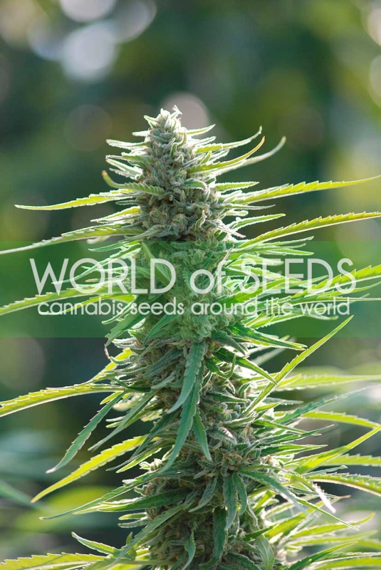 3 UND FEM - COLOMBIAN GOLD (PURE ORIGIN COLLECTION) * WORLD OF SEEDS 3 UND FEMINIZADAS