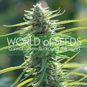 12 UND FEM - COLOMBIAN GOLD (PURE ORIGIN COLLECTION) * WORLD OF SEEDS 12 UND FEMINIZADAS