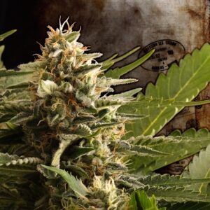 5 UND FEM - COLOMBIAN JACK * KANNABIA 5 UND FEMINIZADAS