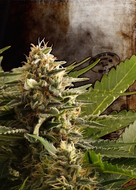 5x100 UND FEM - COLOMBIAN JACK * KANNABIA 500 UND FEMINIZADAS