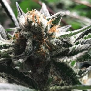 3 UND FEM - CONDOR * R-KIEM SEEDS 3 UND FEMINIZADAS