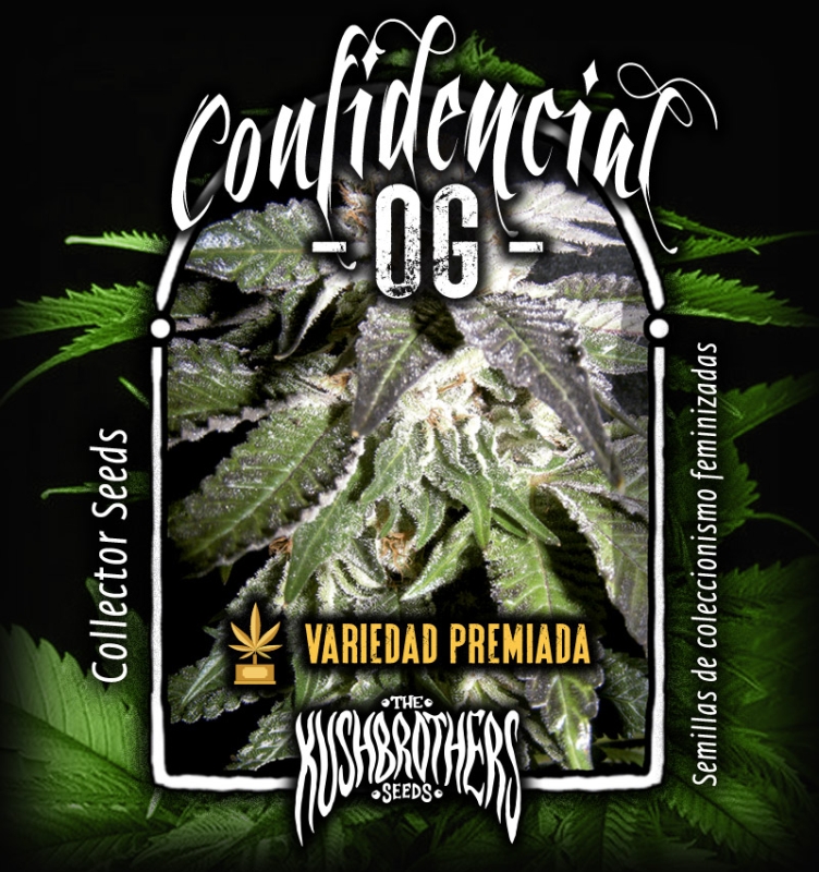 3 UND FEM - CONFIDENTIAL OG * THE KUSH BROTHERS SEEDS 3 UND FEMINIZADA