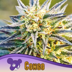 3 UND FEM - CONGO * ANESIA SEEDS 3 FEMINIZADAS