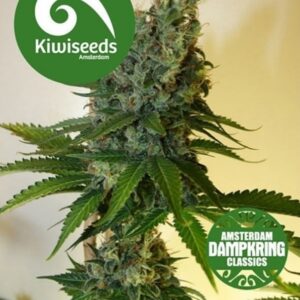 5 UND FEM - CONGO HAZE * KIWI SEEDS DAMPKRING CLASSICS 5 UND FEM