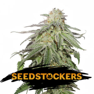 100 UND FEM - COOKIES AND CREAM AUTO * SEEDSTOCKERS 100 UND FEMINIZADAS