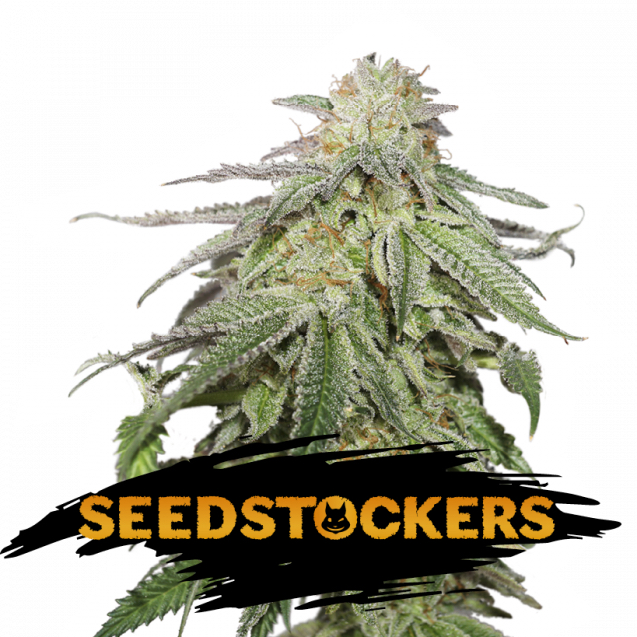 100 UND FEM - COOKIES AND CREAM AUTO * SEEDSTOCKERS 100 UND FEMINIZADAS