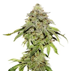 5 UND FEM - COOKIES AND CREAM * SEEDSTOCKERS 5 UND FEMINIZADAS