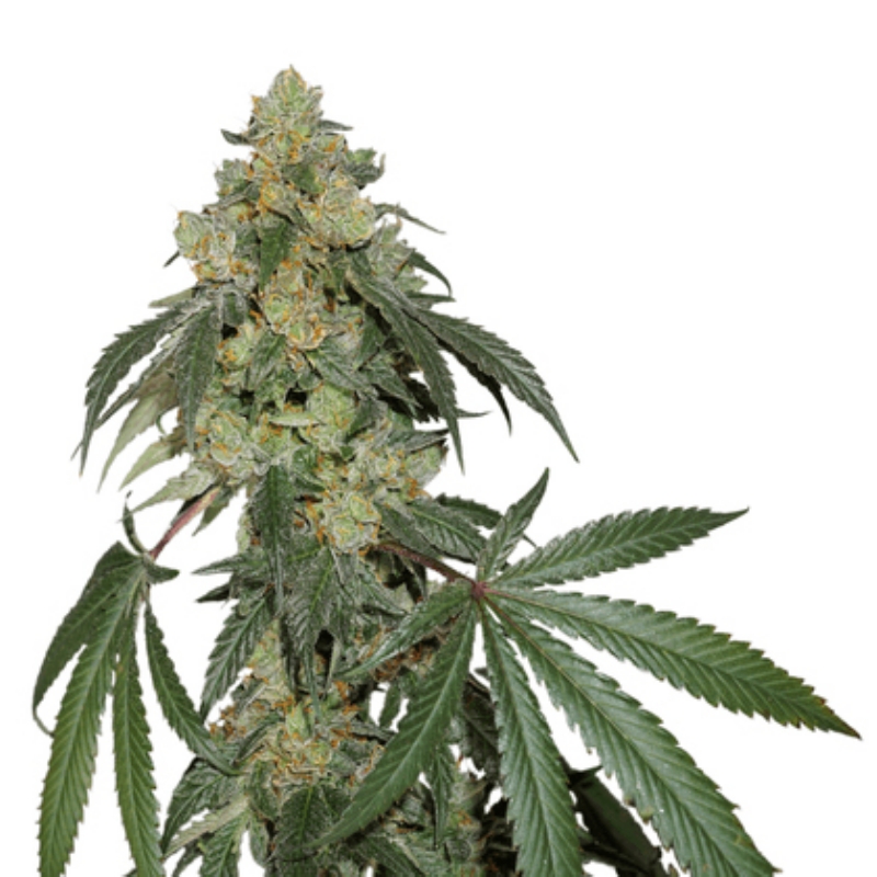1 UND FEM - COOKIES FAST FEM * SEEDSTOCKERS FEMINIZADA 1 UND