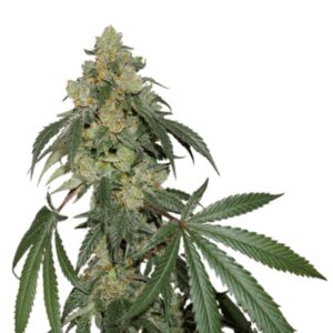 5 UND FEM - COOKIES FAST FEM * SEEDSTOCKERS 5 UND FEMINIZADAS