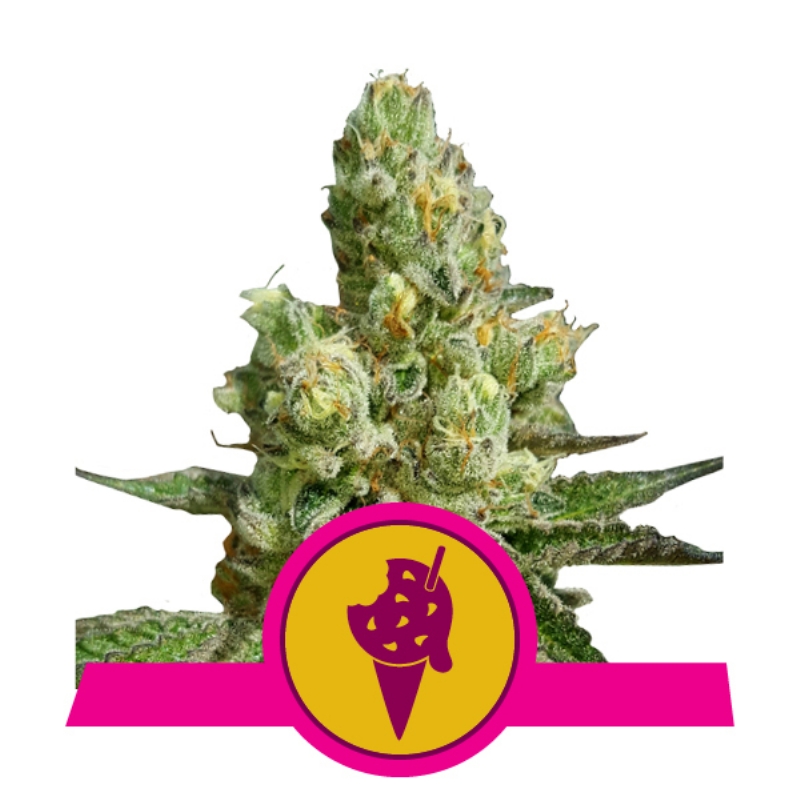 5 UND FEM - COOKIES GELATO USA PREMIUM * ROYAL QUEEN 5 UND FEMINIZADA