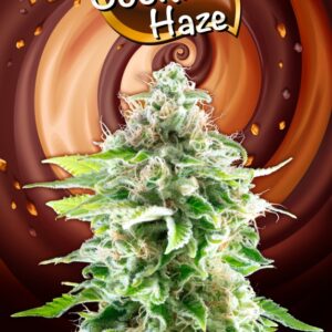 5 UND FEM - COOKIES HAZE * KANNABIA 5 UND FEMINIZADAS